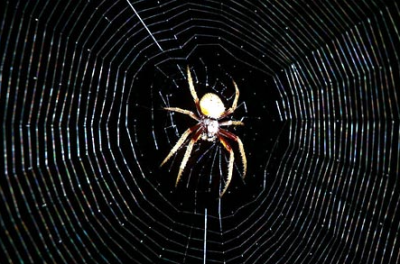 Пауки и паутинная нить, настоящее чудо природы